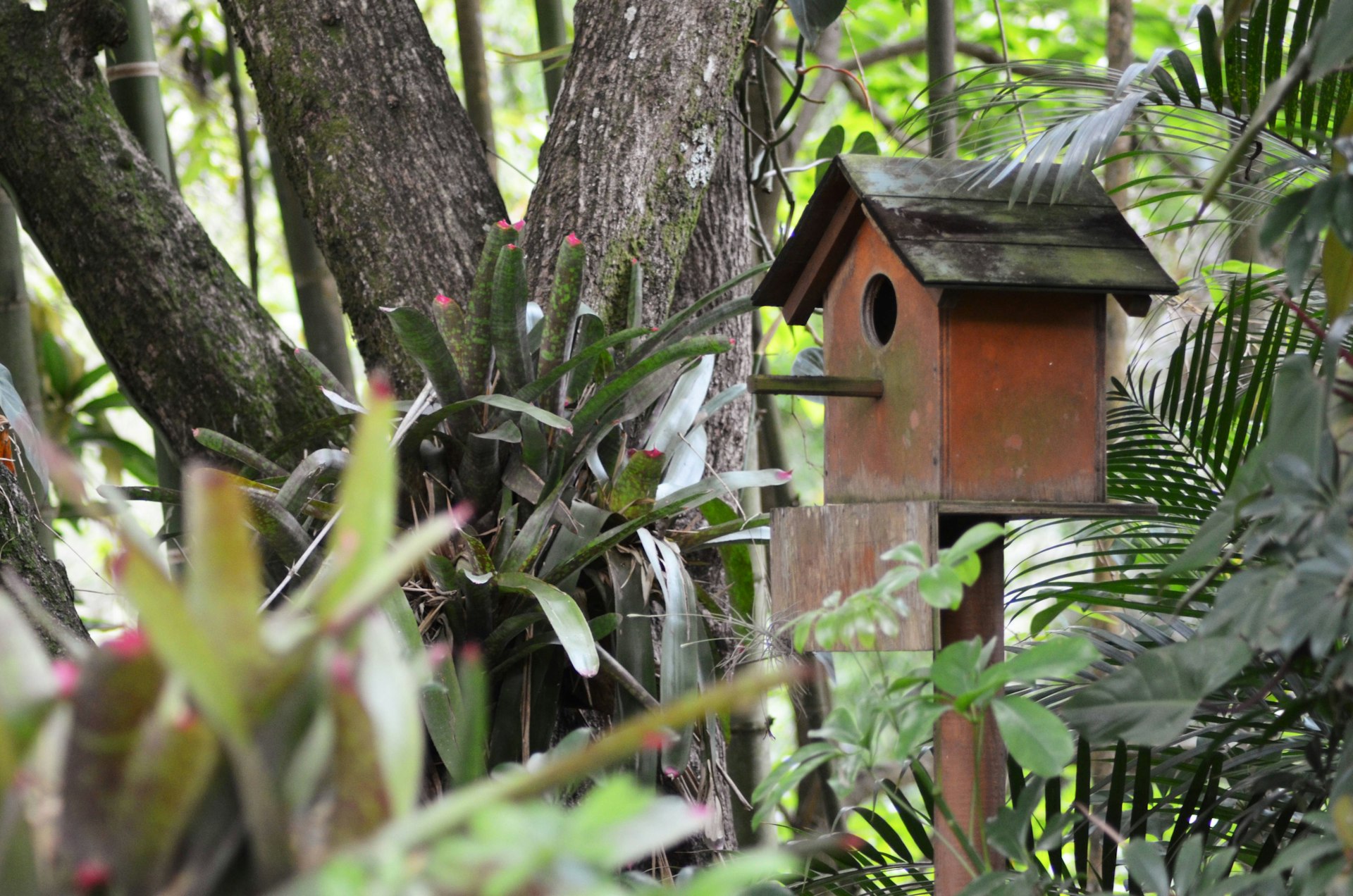 Transform Your Yard: Build a Mini Backyard Wildlife Habitat for Lasting Biodiversity Transform Your Yard: Build a Mini Backyard Wildlife Habitat for Lasting Biodiversity