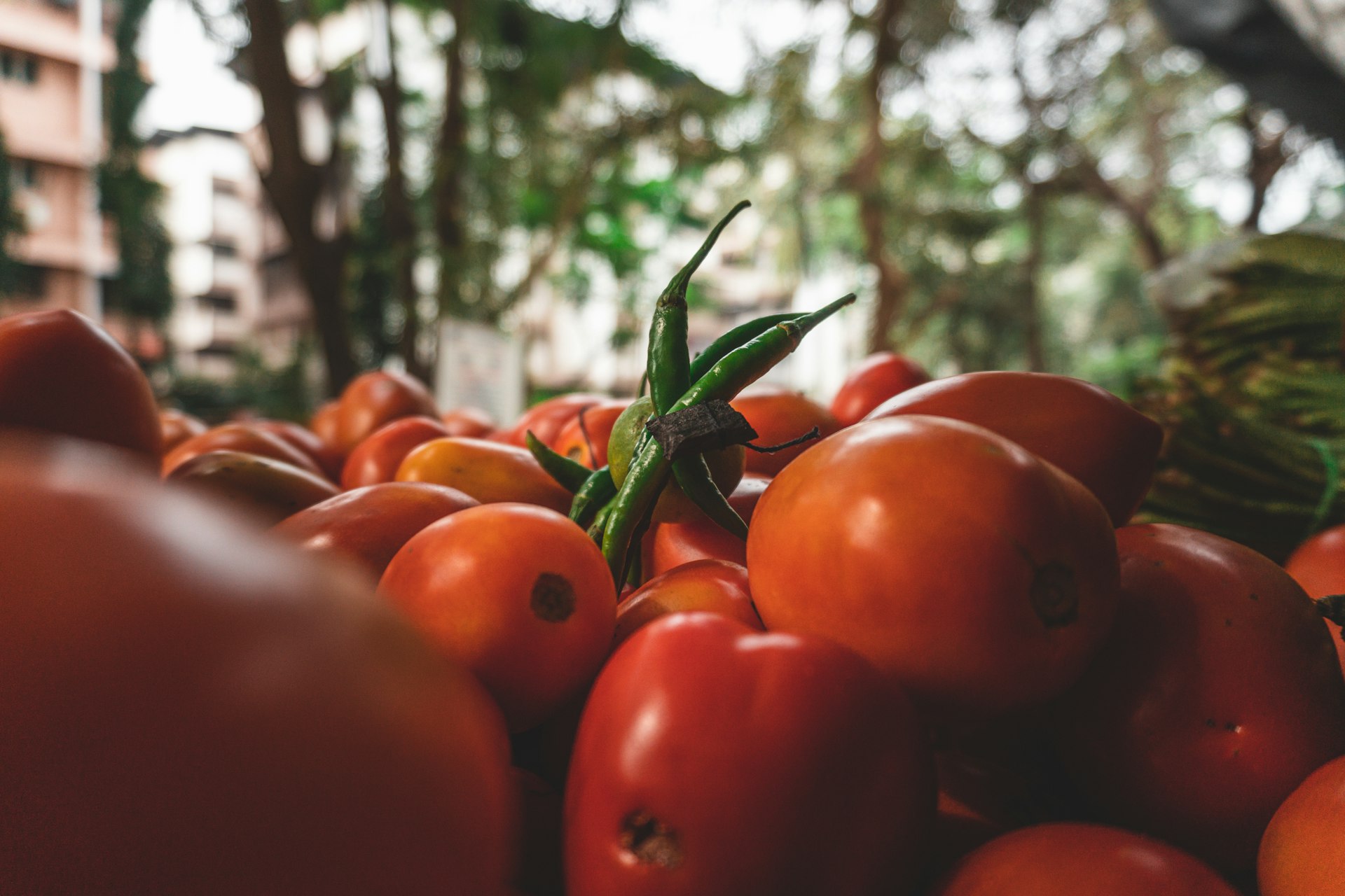 Building Resilient Food Systems: Actionable Strategies for Sustainability Amid Climate Change Building Resilient Food Systems: Actionable Strategies for Sustainability Amid Climate Change