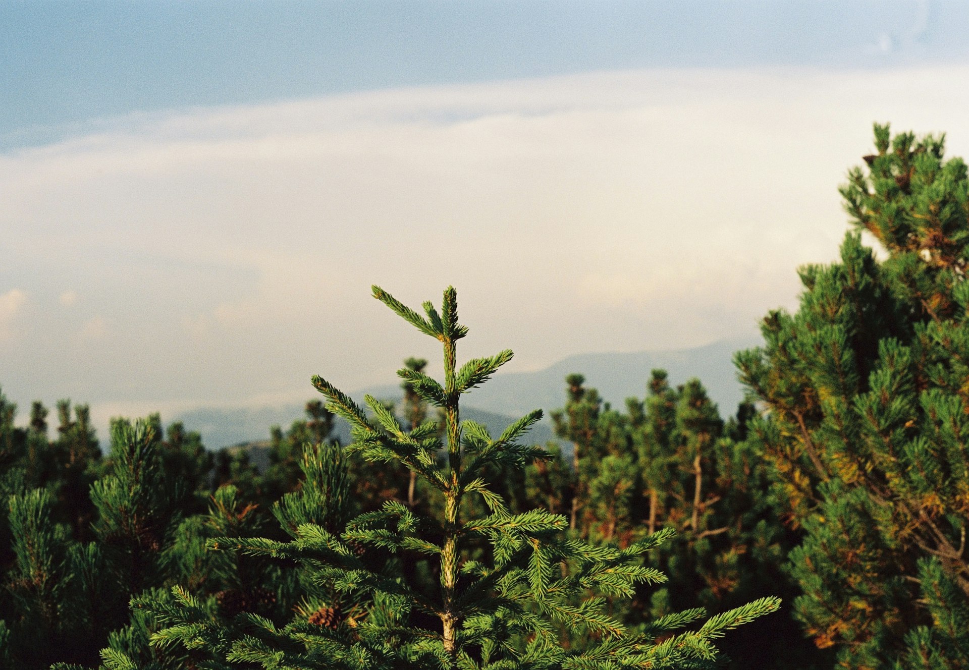 Are Christmas Trees Bad for the Environment? A Comprehensive Guide to Eco-Friendly Choices